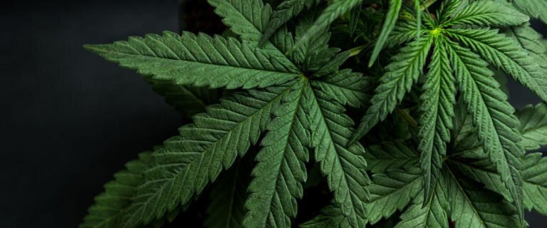 TINSPKG Guide: The Ultimate Cannabis Tin box Buying Guide(2025)